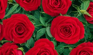 红玫瑰代表什么 红玫瑰代表什么